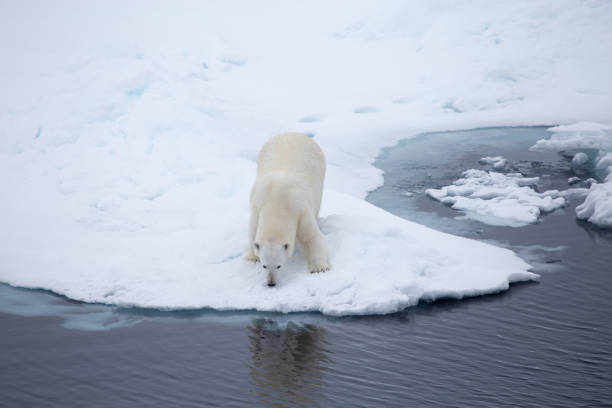 istock A Polar bear on an iceflow, reflected in water 862183816