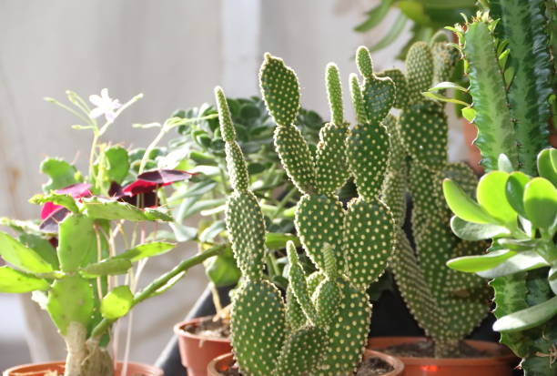 istock cactus and succulents in bloom in spring 862187850