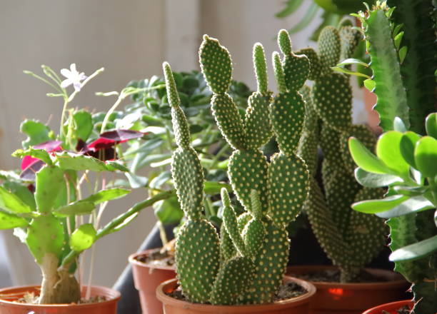istock cactus and succulents in bloom in spring 862187894