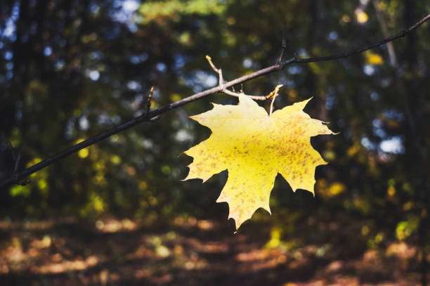 istock Yellow maple leaf on a background of trees in the Park. 862188282