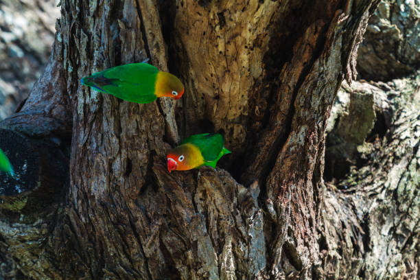 les perroquets sélectionne le nid dans le creux, serengeti, tanzanie - meat and alternatives photos et images de collection