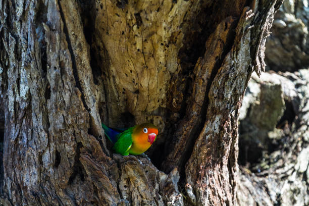 petits oiseaux d’afrique - inséparable. serengeti, tanzanie - meat and alternatives photos et images de collection