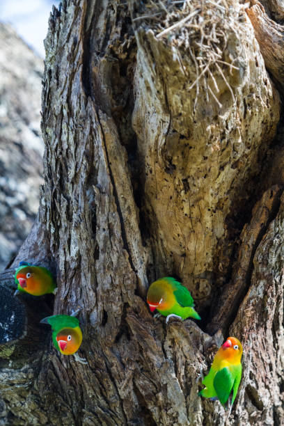 petits oiseaux d’afrique - inséparable. trois perroquets près du nid. serengeti - meat and alternatives photos et images de collection