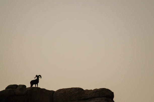istock Desert Bighorn Sheep standing on a rock at Dawn 862189886