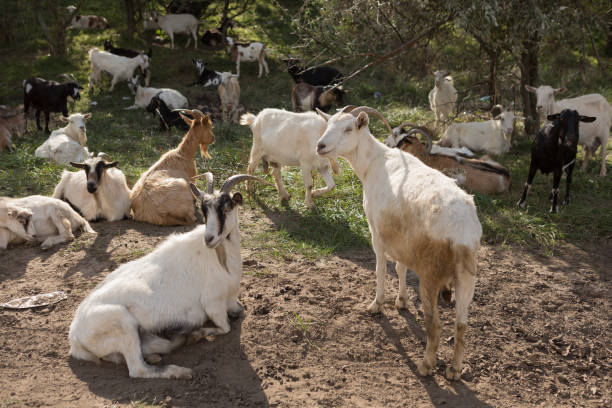 istock a herd of goats grazes on a meadow, green grass 862189954