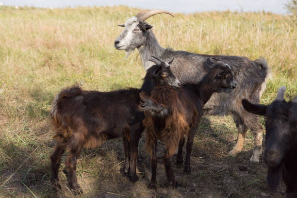 istock a herd of goats grazes on a meadow, green grass 862189974