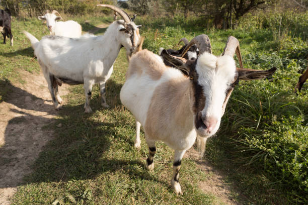 istock a herd of goats grazes on a meadow, green grass 862190026