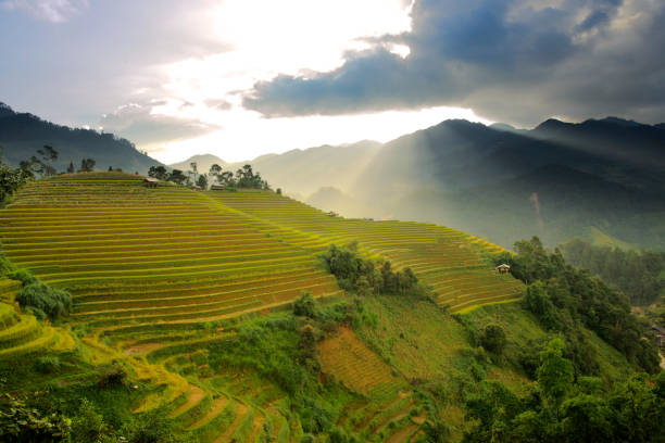 istock Golden terraces rice filed in MuCangChai 862200334