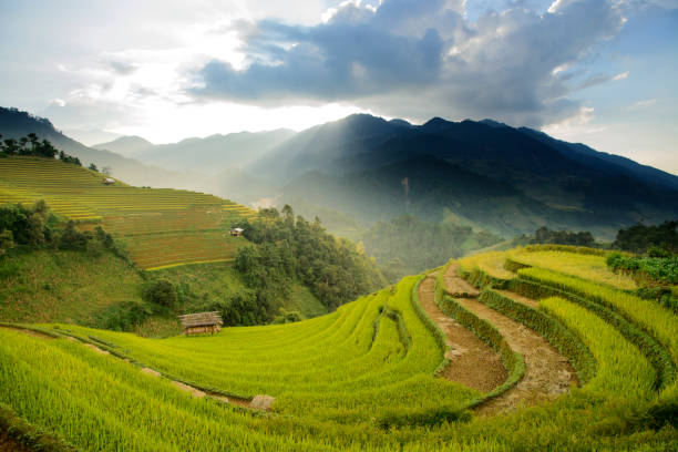 istock Golden terraces rice filed in MuCangChai 862200472