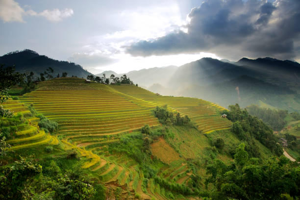 istock Golden terraces rice filed in MuCangChai 862200478