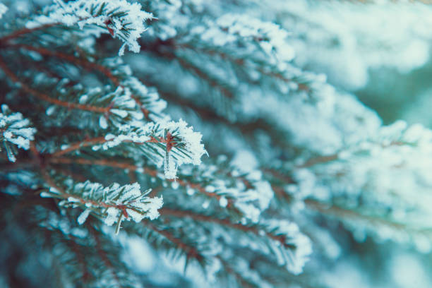 冬の背景。モミ枝雪の上。雪とクリスマス ツリー - snow leaf branch winter ストックフォトと画像