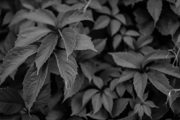 istock living fence on the background 862202032