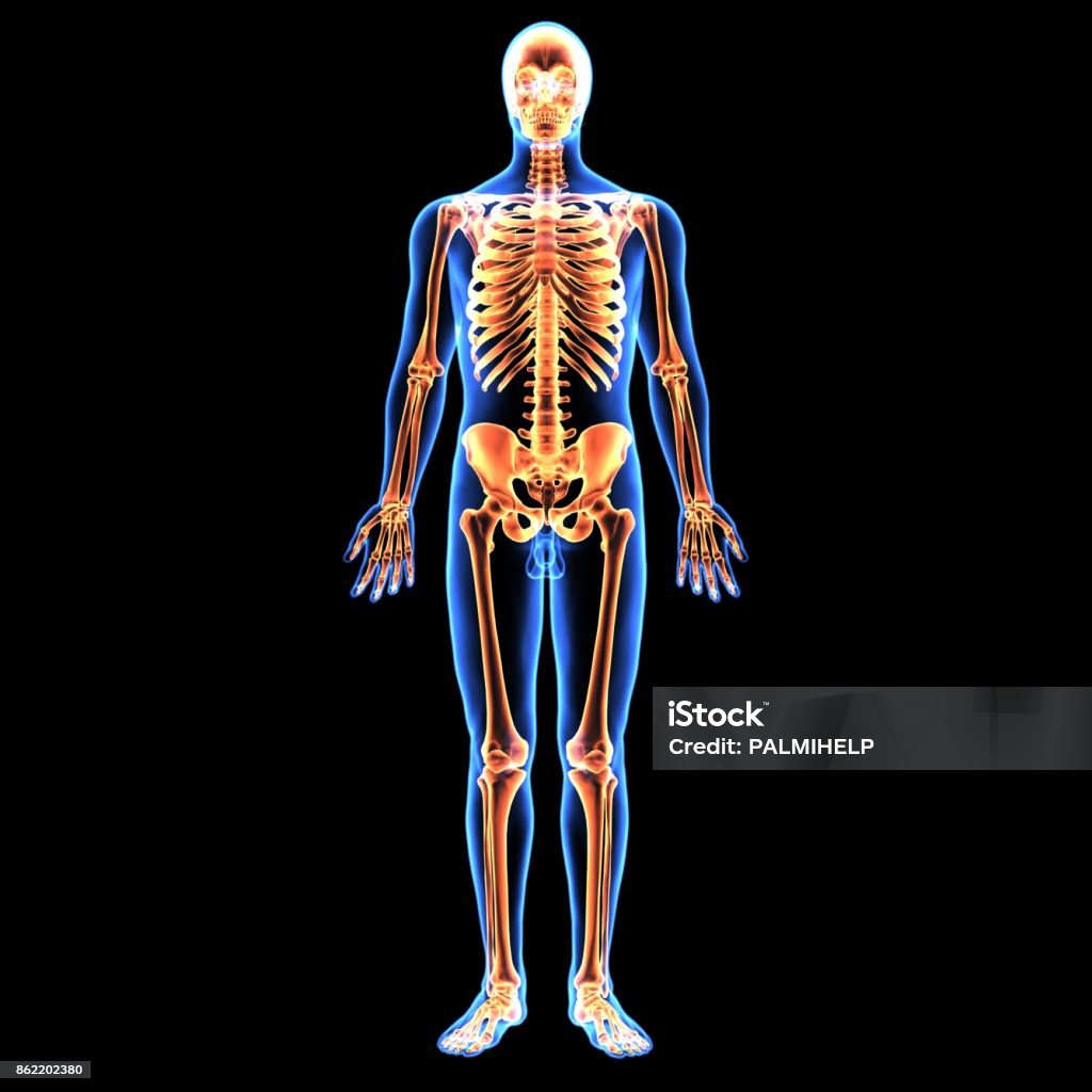 3d illustration of human body skeleton anatomy The human skeleton is the internal framework of the body. It is composed of around 270 bones at birth – this total decreases to around 206 bones by adulthood after some bones get fused together. Anatomy Stock Photo