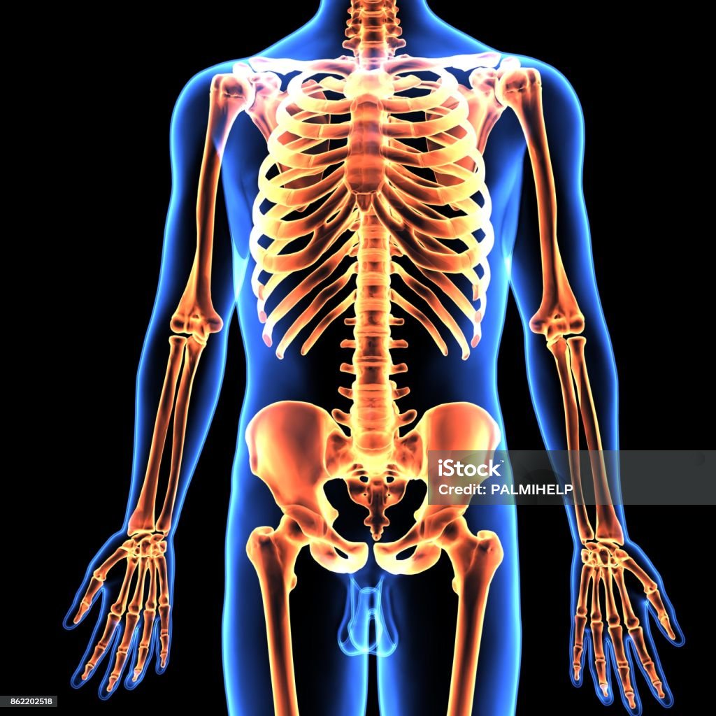 3d illustration of human body skeletion anatomy The human skeleton is the internal framework of the body. It is composed of around  bones at birth – this total decreases to around 206 bones by adulthood after some bones get fused togetherThe bone mass in the skeleton reaches maximum density around age. The human skeleton can be divided into the axial skeleton and the appendicular skeleton. Anatomy Stock Photo