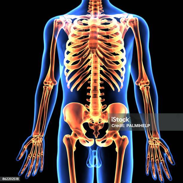 3d Illustration Of Human Body Skeletion Anatomy Stock Photo - Download Image Now - Anatomy, Biology, Biomedical Illustration