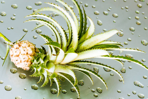 Mini pineapple decorate in the garden, very small on the water texture background.