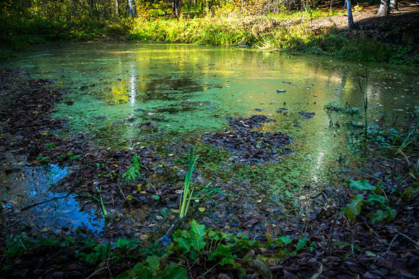 istock green swamp in autumn 862208624