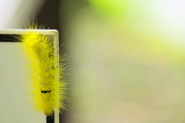 A bright yellow hairy caterpillar, climbing on a sign, in a forest park in Bangkok, Thailand.