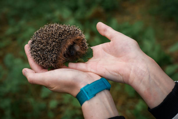 istock Hedgehog sitting in the hands 862211988