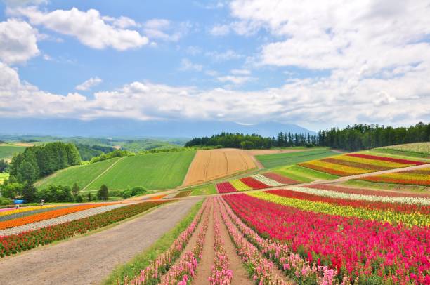 istock Beautiful flower field on the hill 862213438