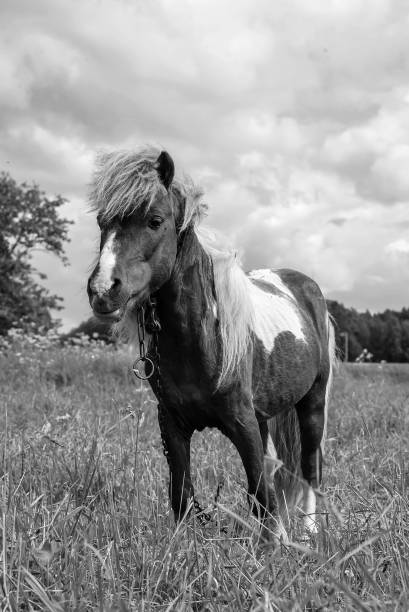 istock Pony grazing in field day 862215936