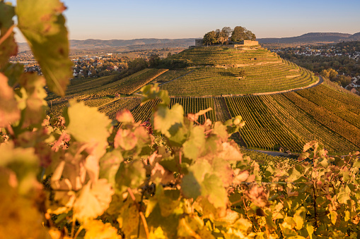 Autumn with vineyards over ruins of castle on volcan near Heilbronn Germany