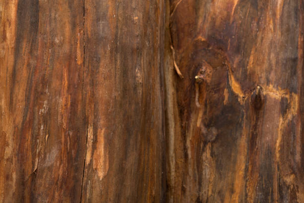 Natural wood texture closeup background. Hardwood surface, old tree bark backdrop