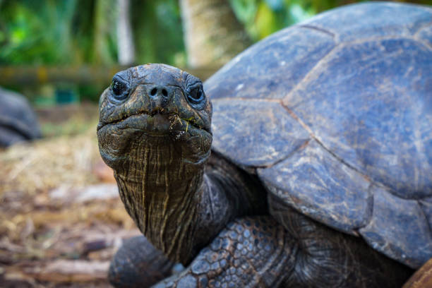 istock Portrait of a giant tortoise 21 862218276