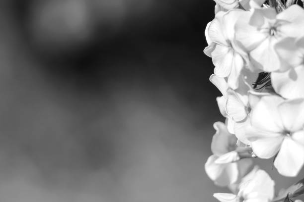 istock Flowers in the garden by day 862219128