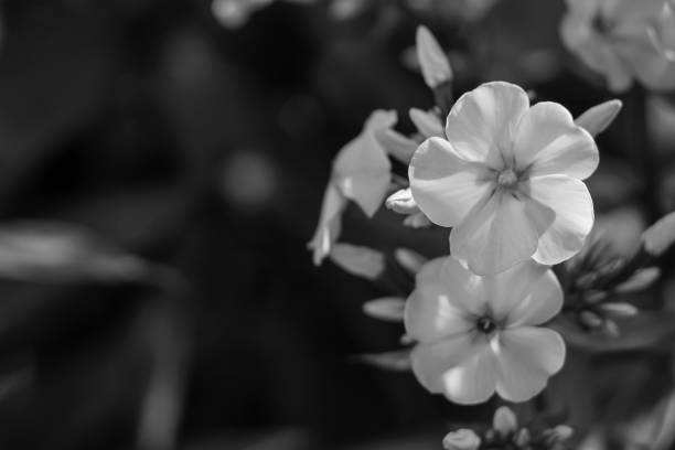 istock Flowers in the garden by day 862221476