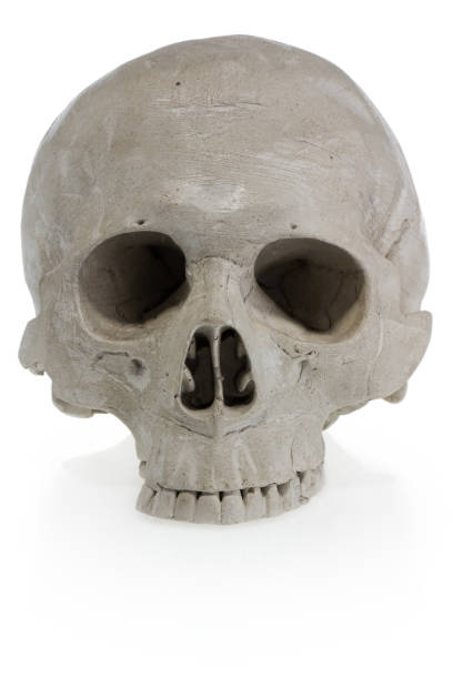 istock Halloween human skull. Scary skeleton head. 862222884