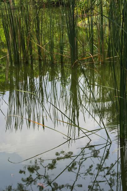 istock Cattail water plants reflecting on the water surface. 862225592