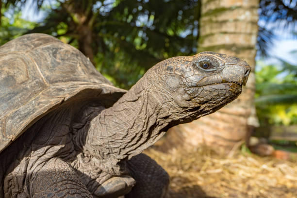 istock Portrait of a giant tortoise 32 862225714