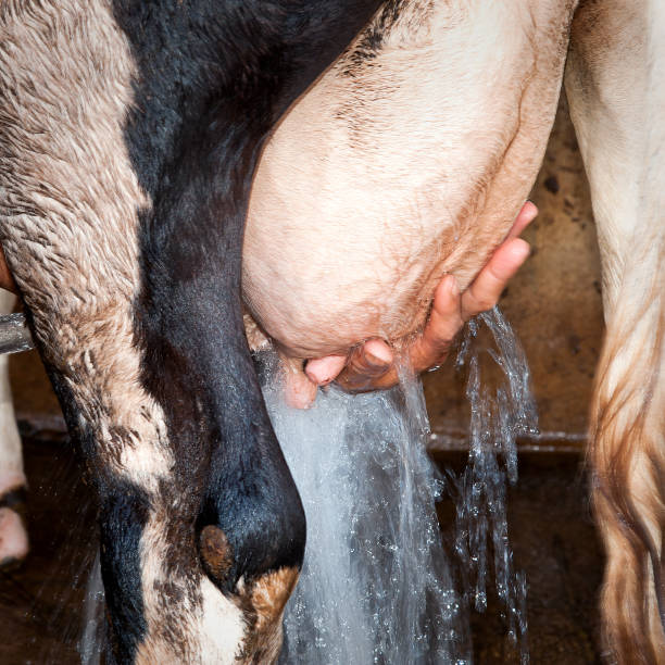 istock Cow udder cleaning before milking. 862225986