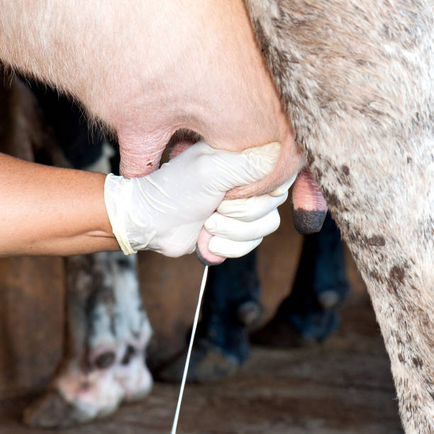 istock Milking of a cow by hand 862226452