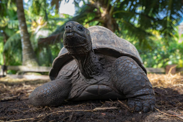 istock Portrait of a giant tortoise 34 862226608