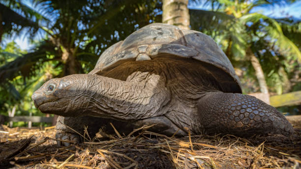 istock Portrait of a giant tortoise 36 862231008