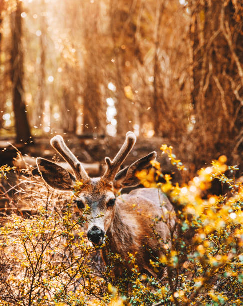 istock deer at the yosemite national park 862233260