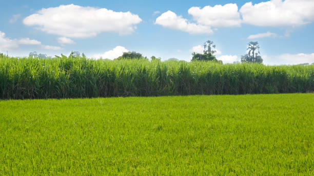 istock Sugarcane field next to rice field in cloudy sky 862233456