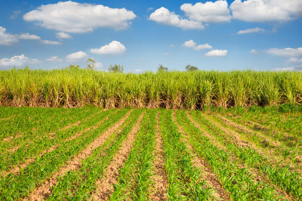 istock young corn plants and sugarcane plant background 862234188
