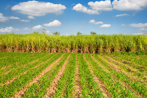 young corn plants and sugarcane plant background