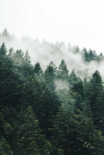 pine tree in the fog in oregon