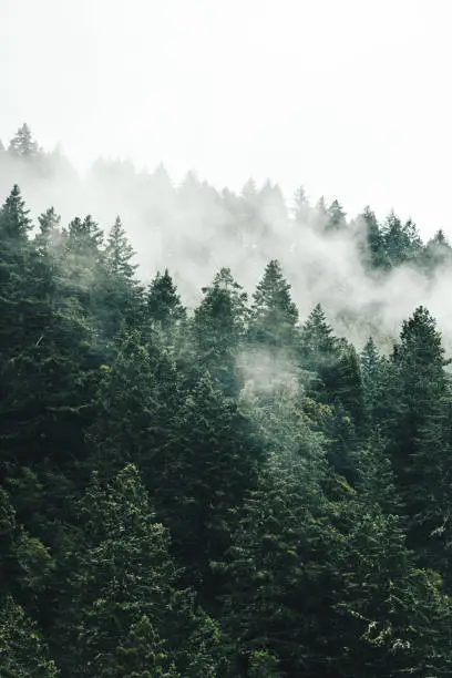 Photo of pine tree in the fog in oregon