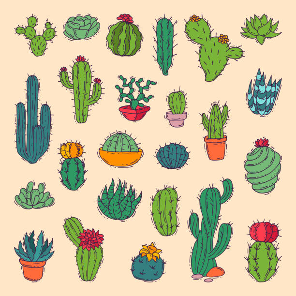ilustrações de stock, clip art, desenhos animados e ícones de cactus home nature vector illustration of green plant cactaceous tree with flower - cactaceous