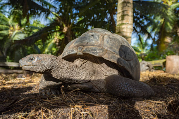 istock Portrait of a giant tortoise 39 862235164