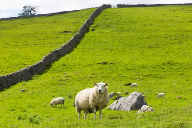Sheep and dry stone wall in Yorkshire dales National Park England UK