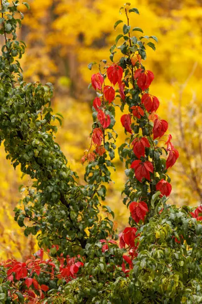 branch of colorful leaves in the autumn in the yard