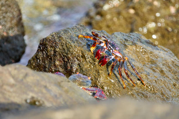 istock Grapsus adscensionis - Moorish crab, Grand Canary 862238206