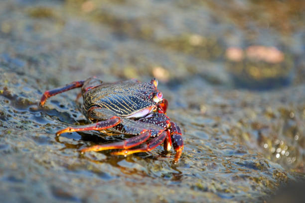 istock Grapsus adscensionis - Moorish crab, Grand Canary 862238228
