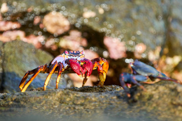 istock Grapsus adscensionis - Moorish crab, Grand Canary 862238234